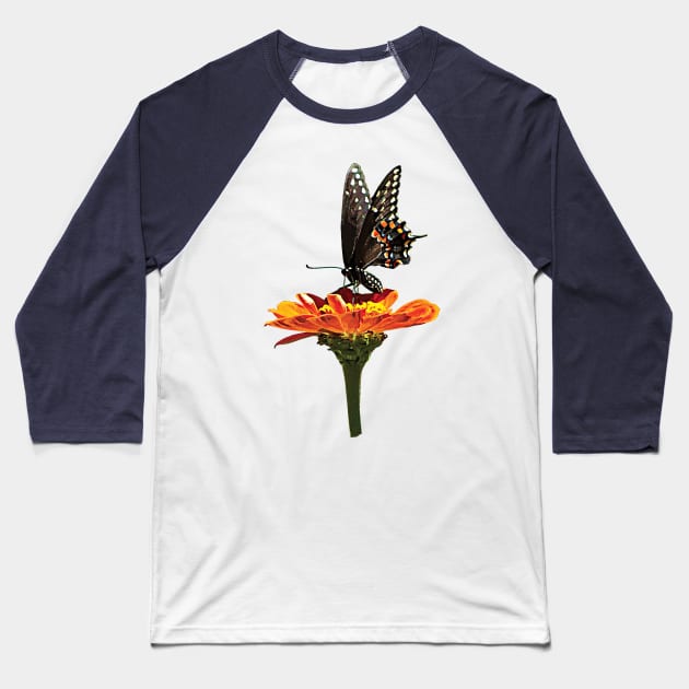 Zinnias - Black Swallowtail on Orange Zinnia Baseball T-Shirt by SusanSavad